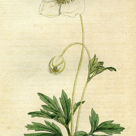 Show 309: Anemone
