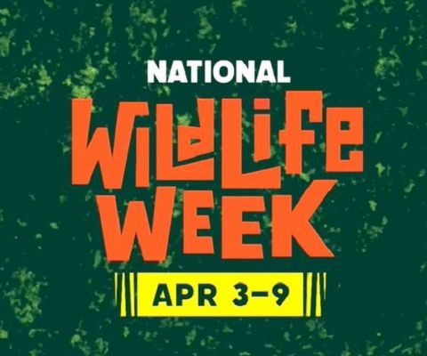 Wildlife Experts David Mizejewski and Peter Gros celebrate wildlife for #NationalWildlifeWeek ~ @dmizejewski @nwf @peterwgros #conservation