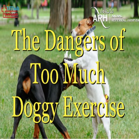 The Dangers of Too Much Doggy Exercise! - Dr Kersti Seksel Off-Leash Dangers