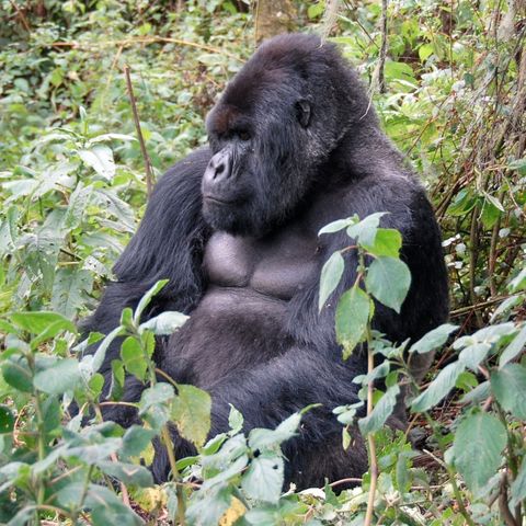 011.4 Mountain Gorilla