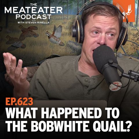 Ep. 623: What Happened to the Bobwhite Quail?