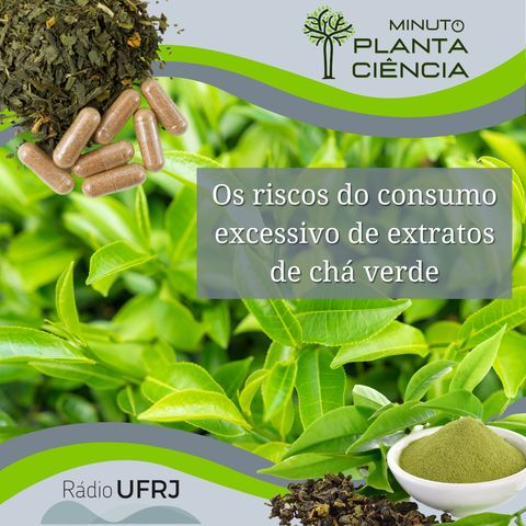 Minuto PlantaCiência - Ep. 10 - Os riscos do consumo excessivo de extratos de chá verde (Rádio UFRJ)