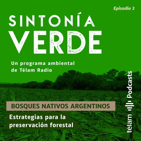 Bosques nativos argentinos – Estrategias para la preservación forestal