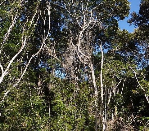Brasile nella foresta atlantica l'82� delle specie arboree rischia di sparire