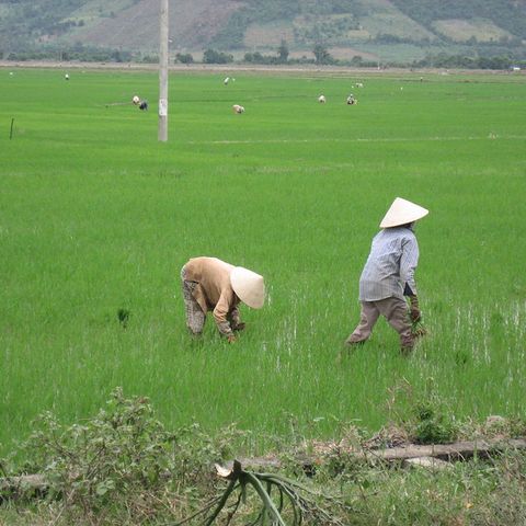 Fosforo così le emissioni di CO2 mettono a rischio le colture di riso