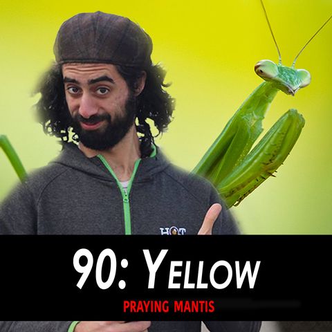90 - Yellow the Praying Mantis