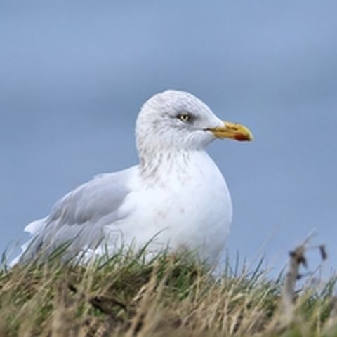 Gull-ible Youngsters!