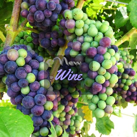 New Wine Rewind