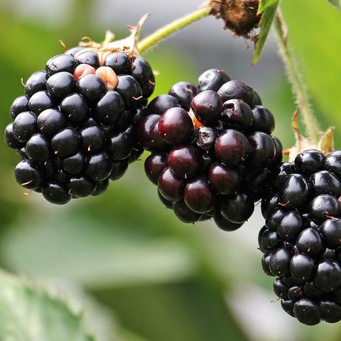 Blackberries