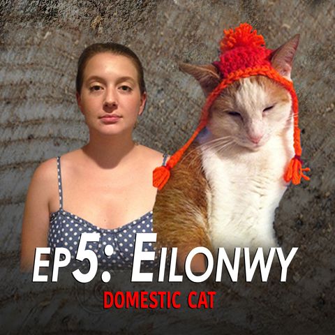 5 - Eilonwy the Domestic Cat