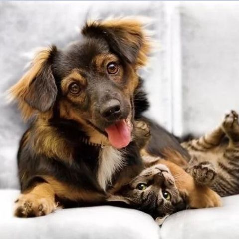 Dogs and Cats and How To Introduce Them