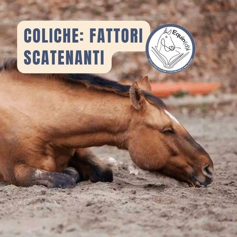 Coliche nel cavallo: i principali fattori scatenanti, anche etologici