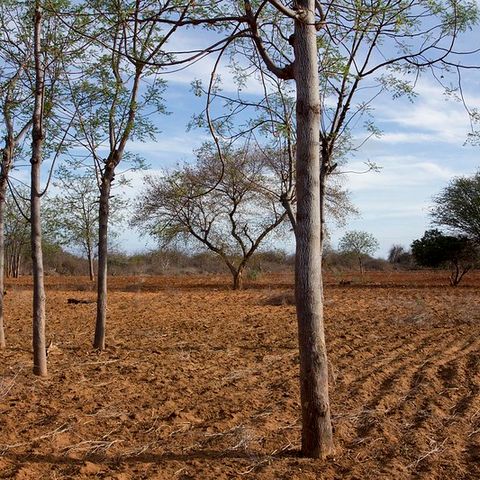 Così lo stress da siccità altera la funzione del suolo nella foresta pluviale