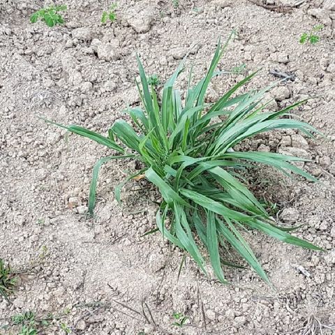 Qual é a melhor época de plantio de sementes forrageiras?