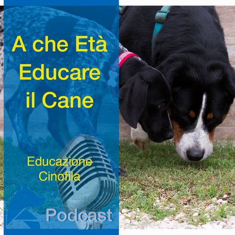 A che Età EDUCARE il cane