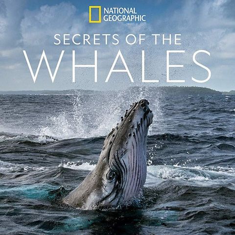 Brian Skerry Releases The Book Secrets Of The Whales