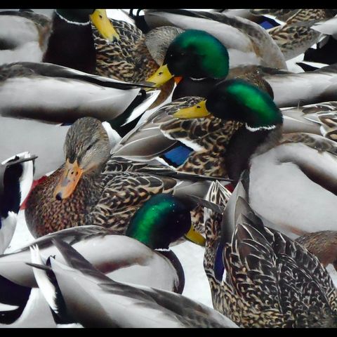 The Duck Run