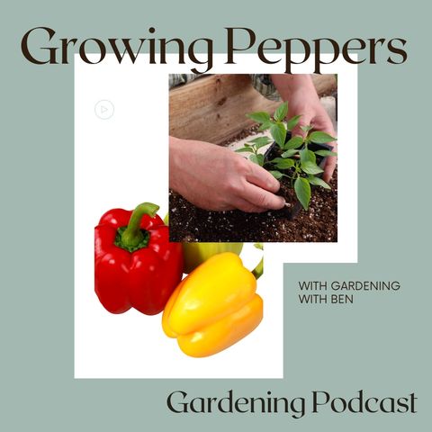 Growing Peppers Gardening and Allotment Podcast
