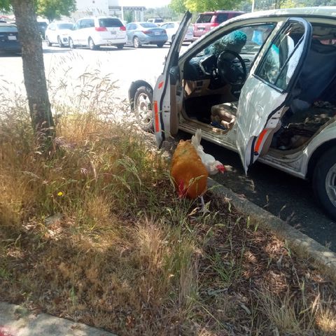 What The Fuck Is This Shit - Jenny saves 3 chickens from a tweakers car. The Rooster was out for blood.