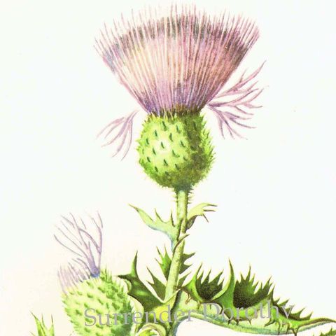 Show 177: Bull Thistle and English Ivy