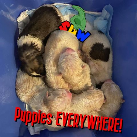 Puppies EVERYWHERE!