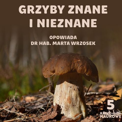 #05 Borowiki to tylko wierzchołek góry grzybowej. Mykologiczna opowieść wiligijna | dr hab. Marta Wrzosek