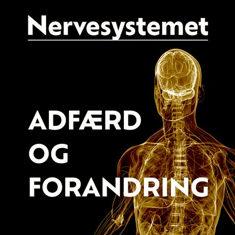 NSP-Coaching #2 - Barnets udvikling og de vigtigste strategier til at hjælpe