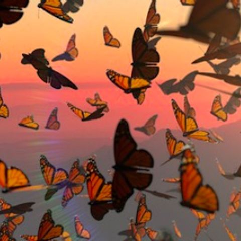 Butterflies Rendition By Shaana