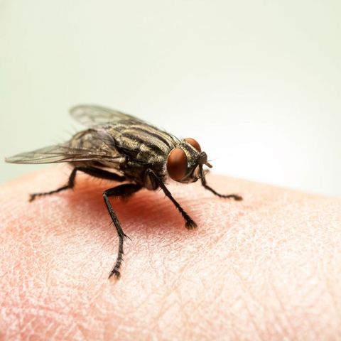 Número de casos da virose da mosca se multiplicam nessa época do ano