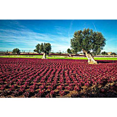 La Puglia: un paesaggio in forma di giardino