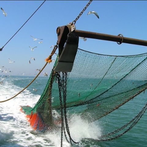 El futuro de la pesca nacional depende de los consumidores