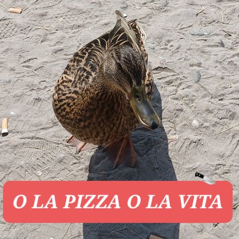 #Verona PAPERE!