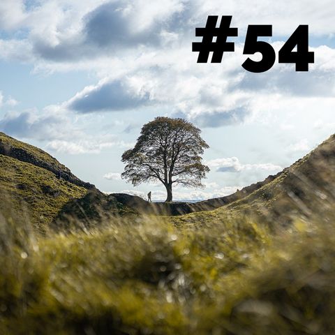 54. Un albero