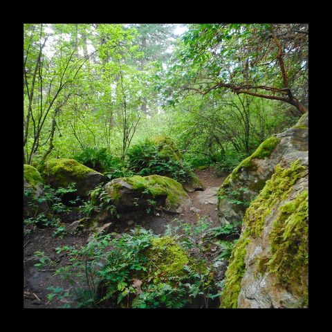 the "Forest Route"