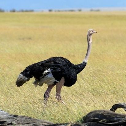 Benarkah Burung Unta Mengubur Kepalanya ke Dalam Tanah untuk Bersembunyi?