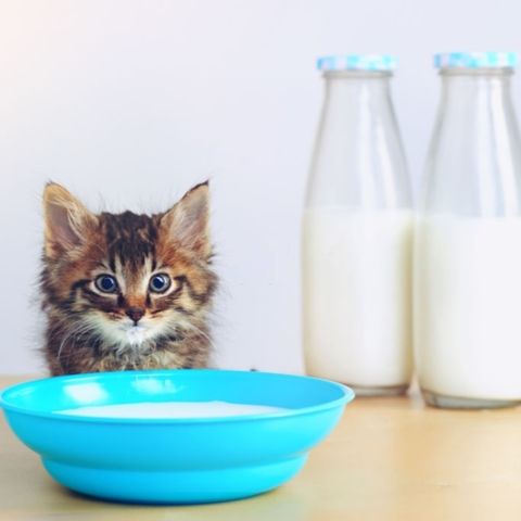 Gatos podem beber leite?
