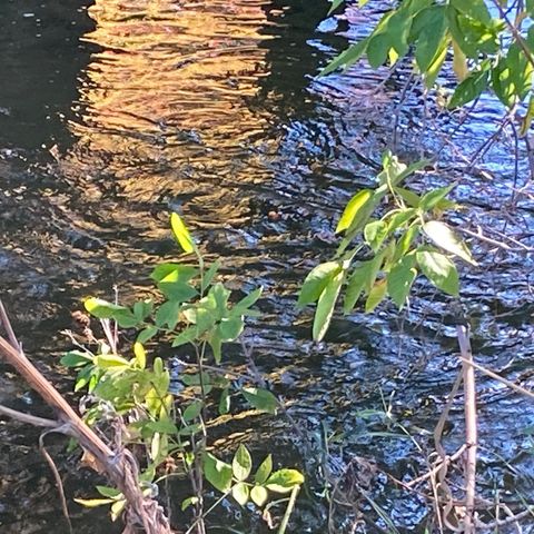 Spiritual Connection