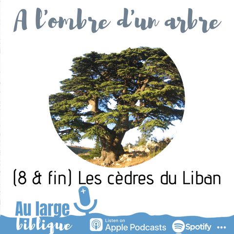 #179 A l'ombre d'un arbre (8) Les cèdres du Liban (1R 7, Jr 22, ...)