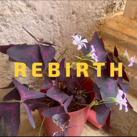 The Rebirth S1E2 🪷