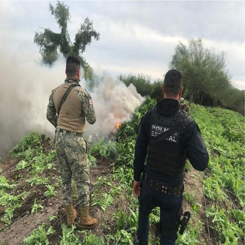 Sedena da golpe al narcotráfico en Sinaloa