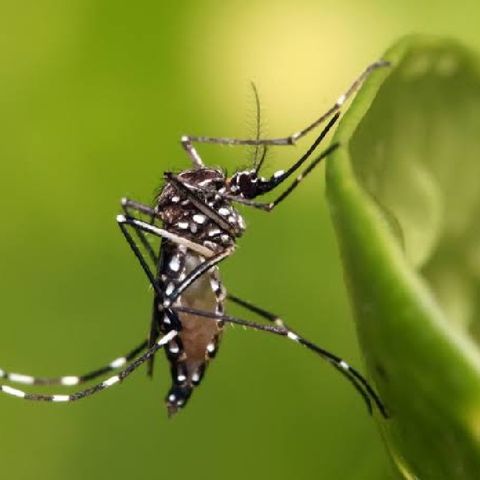 Dengue: mitos e verdades