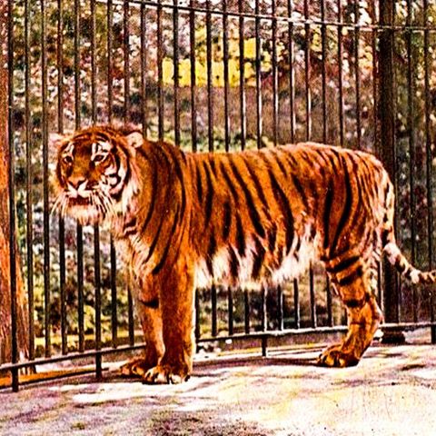 La tigre del Caspio