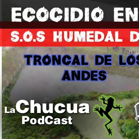 🐸 ECOCIDIO EN PROCESO (S.O.S HUMEDAL DE LOS ANDES)🍃🙉 #LaChucuaPodcast E12
