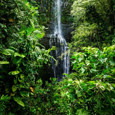 Rainforest Birds Singing 3 Hours