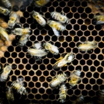 Algunas respuestas sobre la apicultura y las abejas del Uruguay