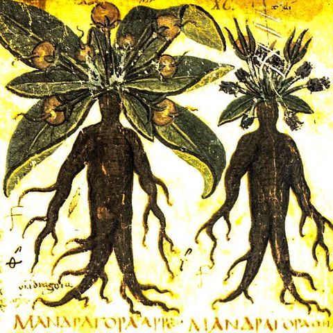 Mandragora, la pianta umana