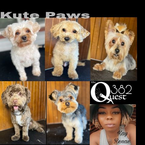 The Quest 382. Kute Paws