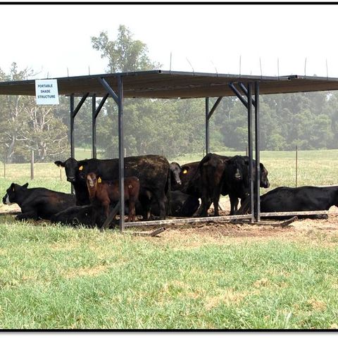 Joe Darrington, livestock shade options