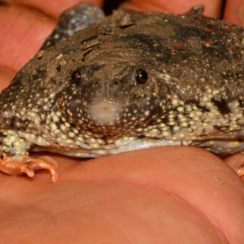 Mosquito Traps & Burrowing "Toads"