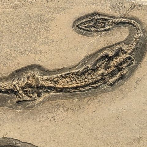 Il giacimento fossilifero del Monte San Giorgio - Intervista al Dottor Fabio Bona (Conservatore del Museo dei Fossili di Besano)